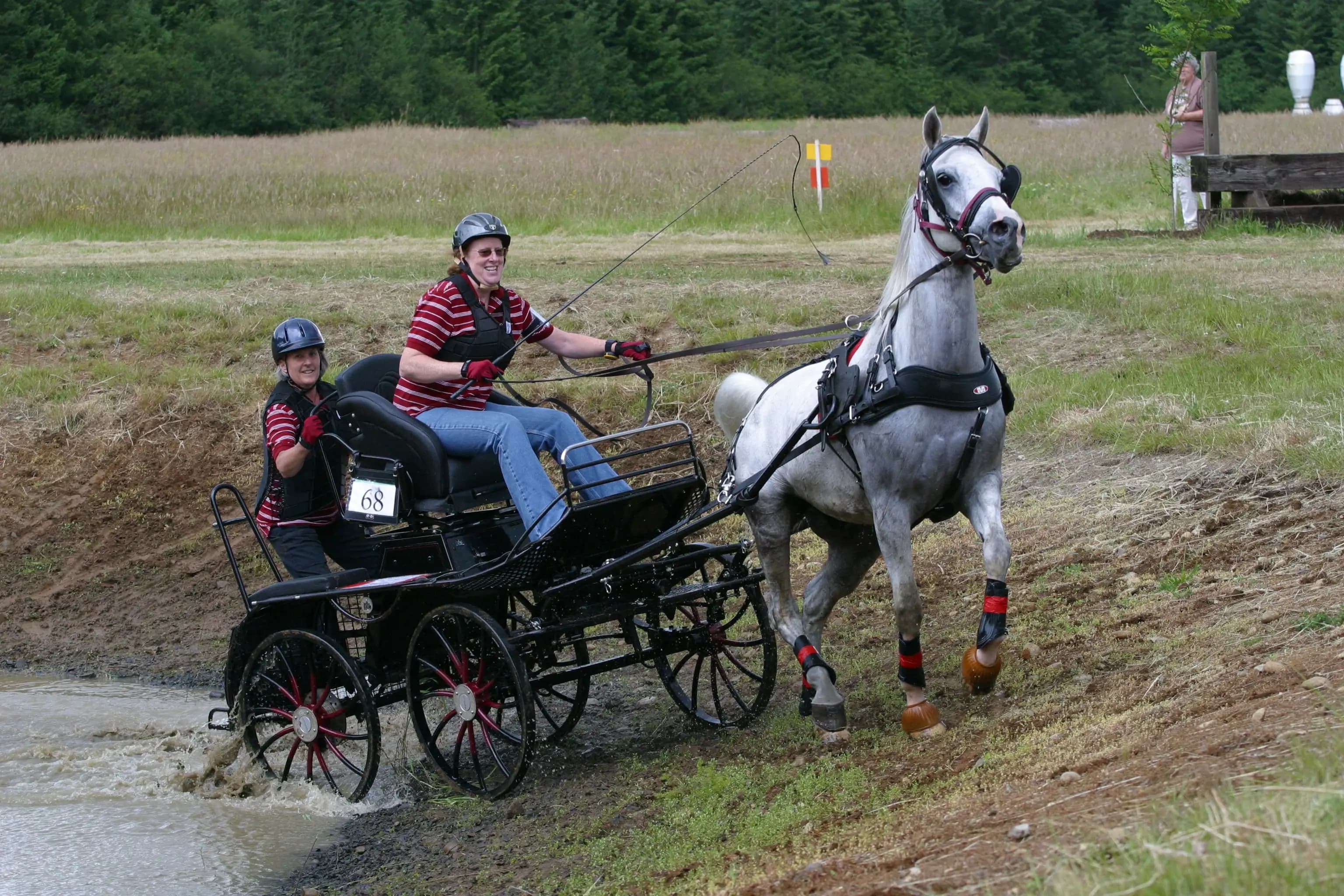 Powożenie rekreacyjne bryczką Horse Light
