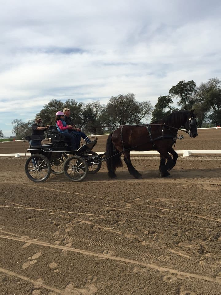 Horse with Carriage